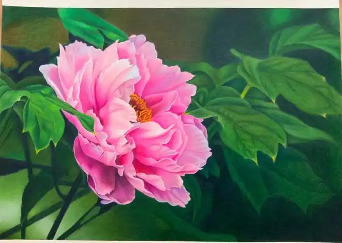 牡丹花彩铅步骤图花开富贵