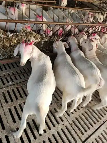 安徽白山羊一只多少钱-中国畜牧网-商情详情