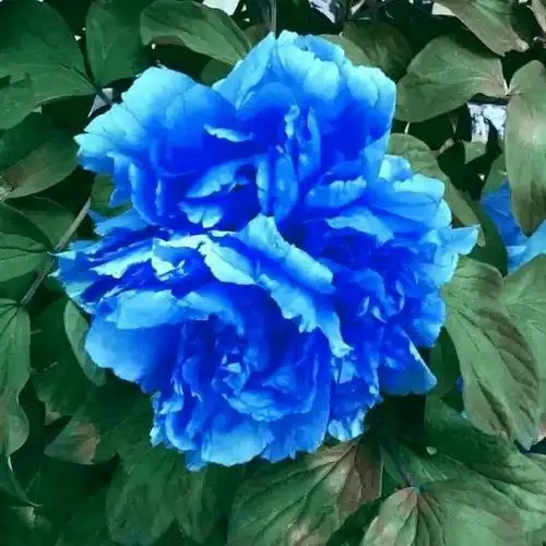 洛阳牡丹花会的由来花开花落二十日一城之人皆若狂