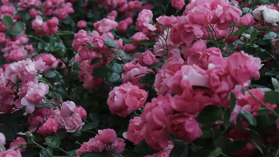 盛开的蔷薇花图片桌面壁纸_蔷薇花壁纸高清精选_三千图片网