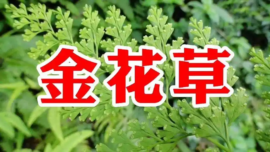 农村一种野草名叫金花草,又名乌蕨,用处多价值高遇见请珍惜