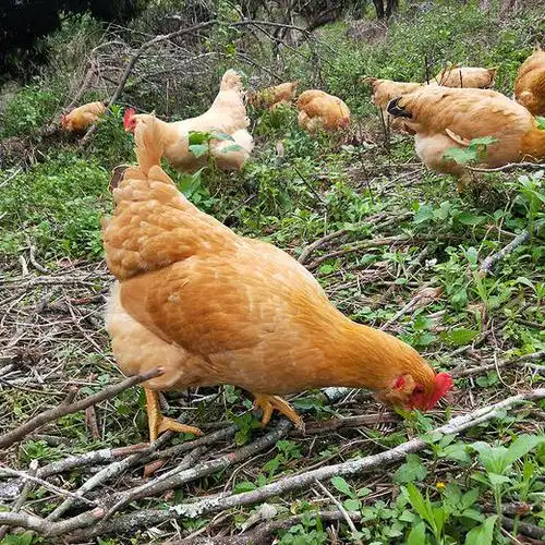 龙门 胡须鸡 农家散养土鸡 走地鸡