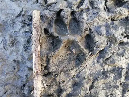 东北小豹突然"造访"珲春一葡萄园 咬死鸡 咬伤狗