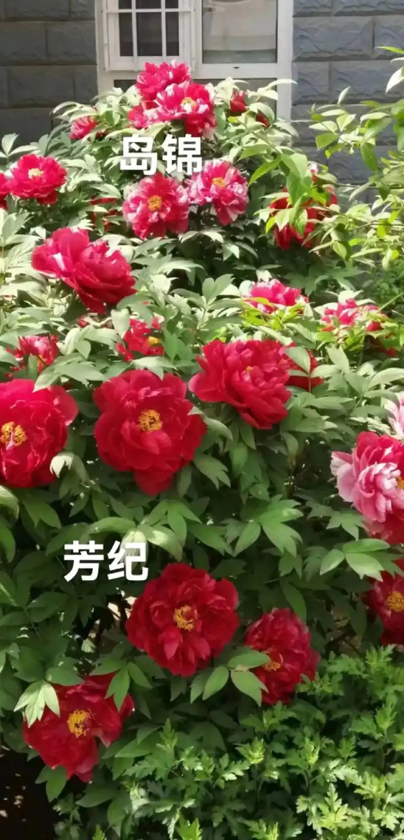 芳纪牡丹欣赏.