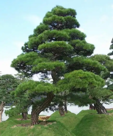 别名白芽松,常绿乔木,高可达30公尺,树皮带灰黑色.