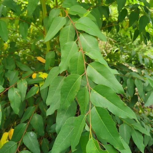 大叶桉树种子矮生桉树喜光喜湿耐旱耐热畏寒行道树绿化多年生乔木