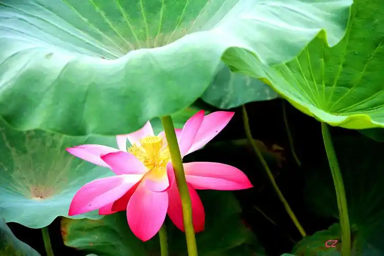 玄武湖里荷花艳