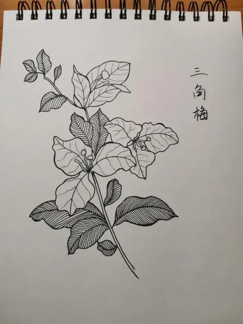 零基础学画画123三角梅附步骤