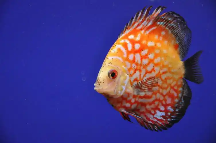 七彩神仙鱼繁殖注意事项