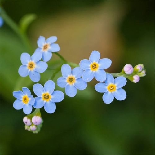 种子四季易种勿忘我套装套餐蓝色花籽庭院阳台家庭园艺种子