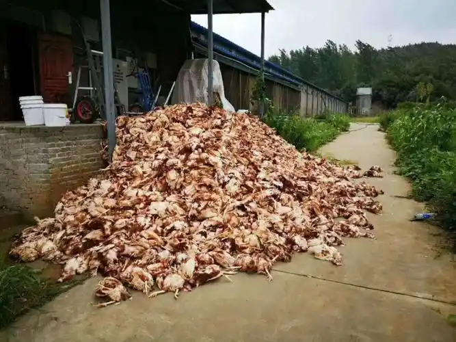因线路故障死鸡12000只养鸡人血本无归