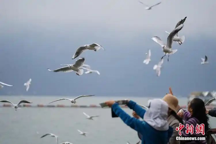 近日,首批抵达昆明越冬的红嘴鸥开始靠近滇池岸边觅食,吸引不少市民前