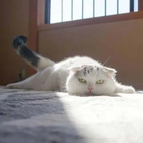 一只颓废的猫咪,到哪都是瘫着,网友:开始生无可恋啦!