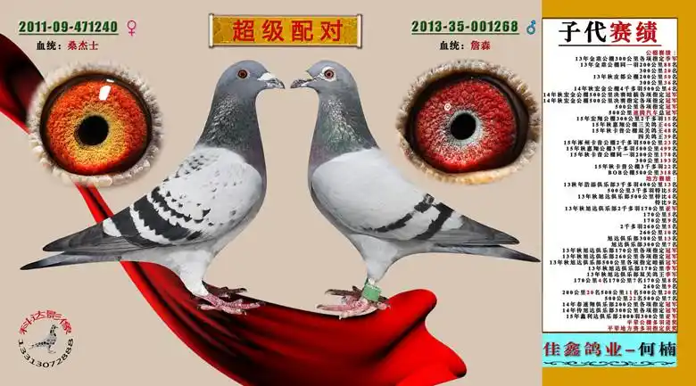 超级配对_佳鑫鸽业-何楠_ ag188.com爱鸽商城_中国信鸽信息网