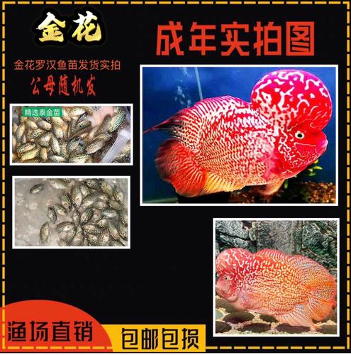 进口古典罗汉金花火凤鸿运当头满银罗汉鱼苗高起头率渔场直销