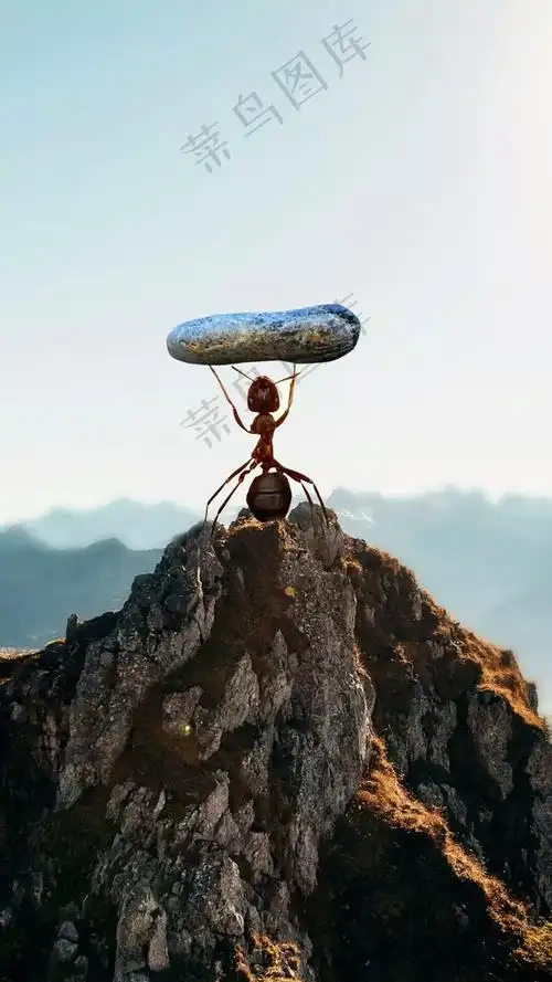 举着石块的蚂蚁高清摄影图片