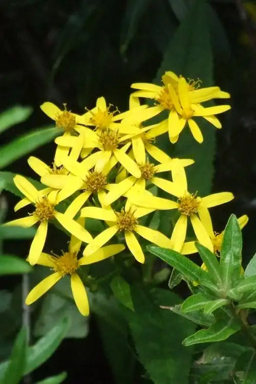 五台山野生花卉之三十一