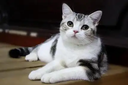 美国短毛猫的特点这些优点令人着迷