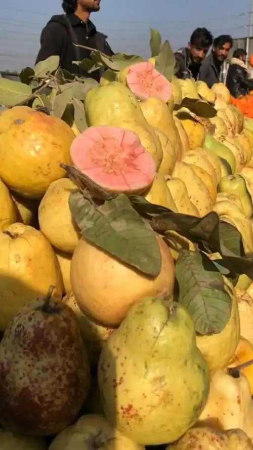 巴基斯坦特色水果