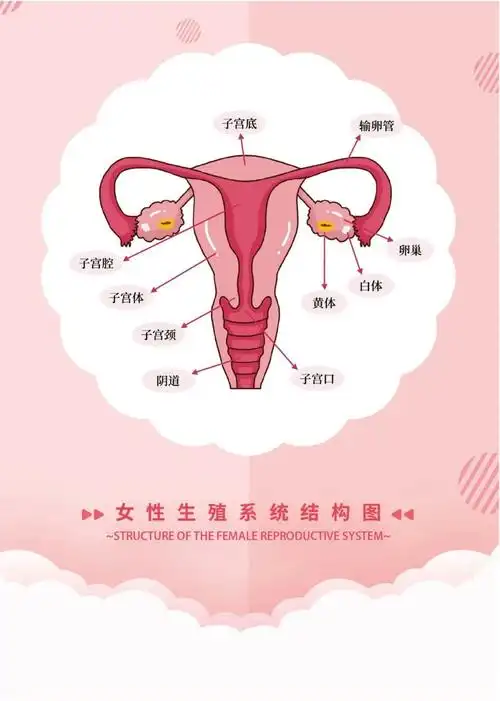 为什么女性更容易得尿道炎得了尿道炎有哪些症状要怎么预防