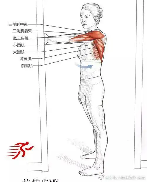 肩部拉伸运动的系统训练|背阔肌|肌肉|前锯肌|菱形肌_网易订阅