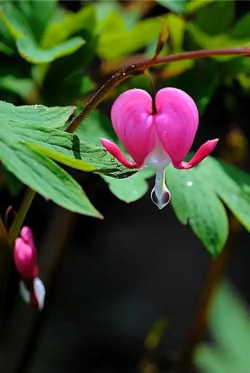 唯美【荷包牡丹】