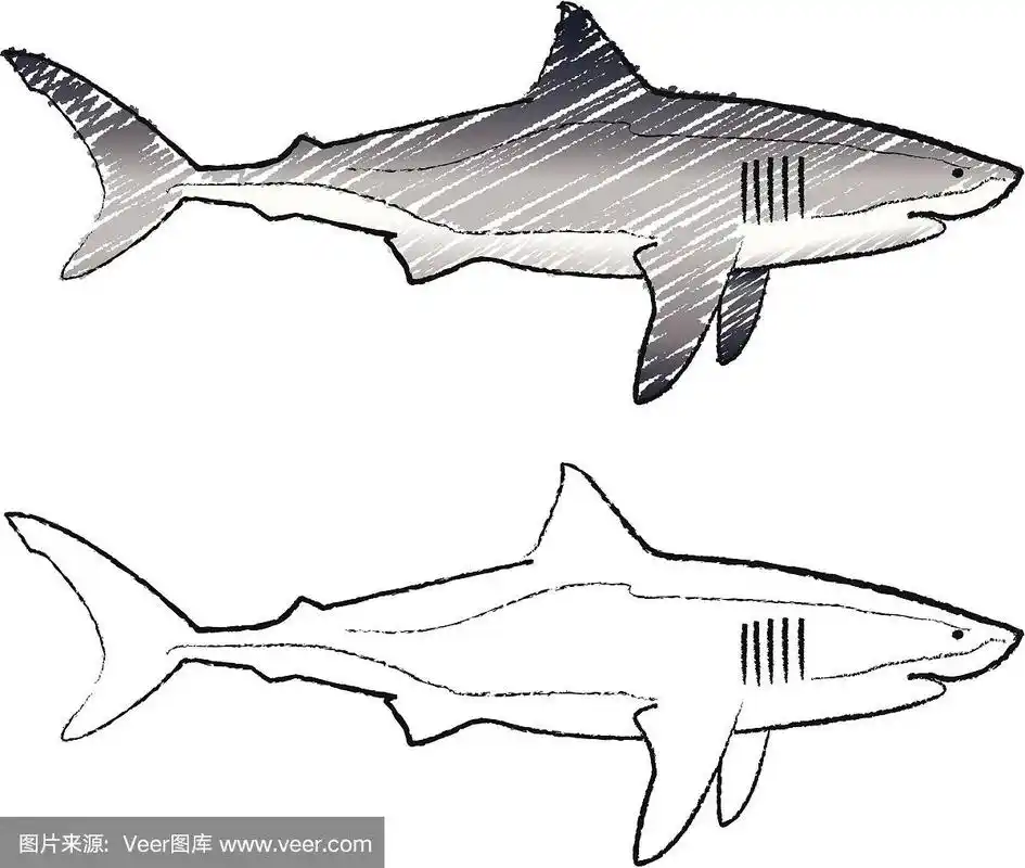 大白鲨素描
