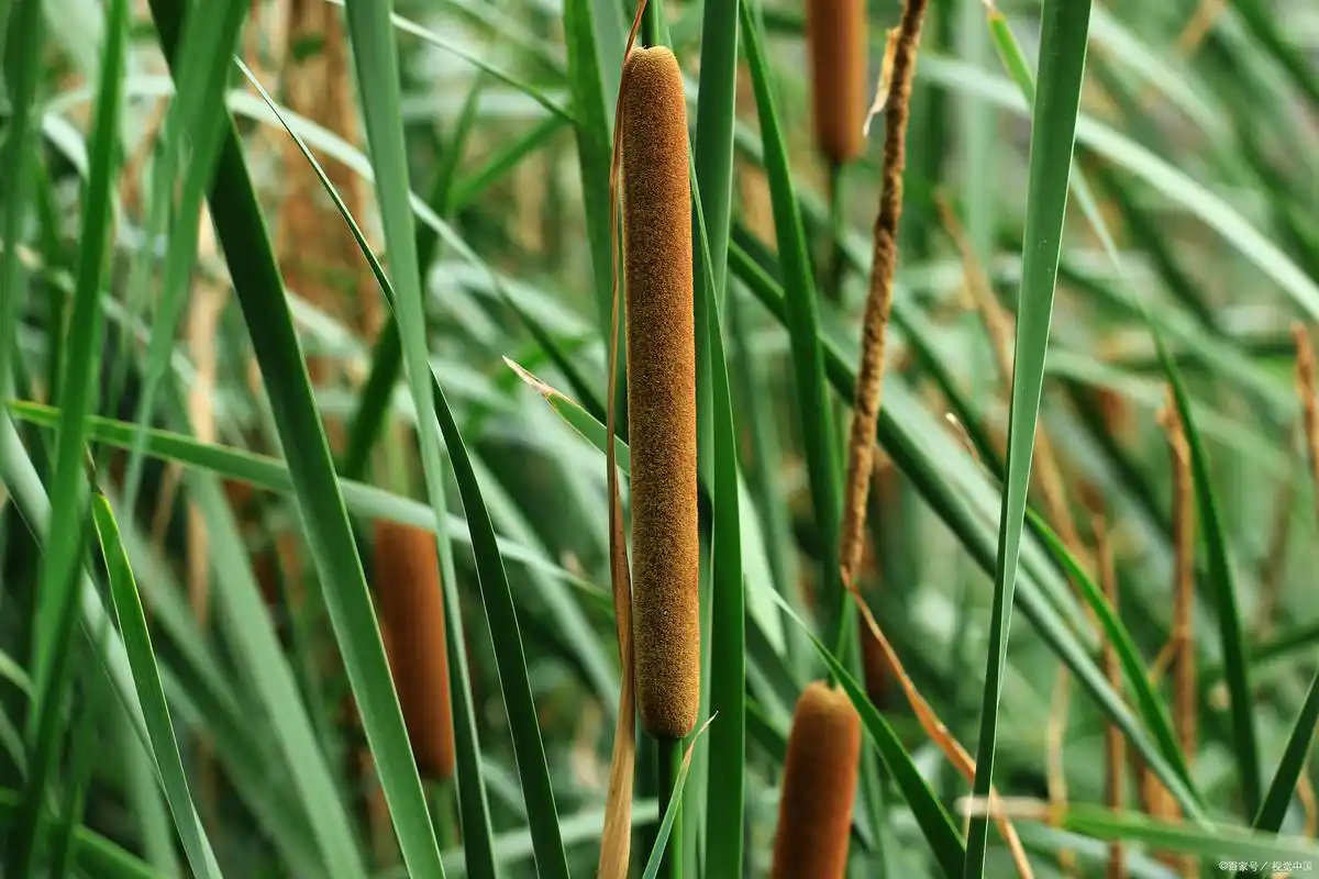 香蒲草的"秘密":长得平凡却浑身是宝,还有这5大妙用,涨知识