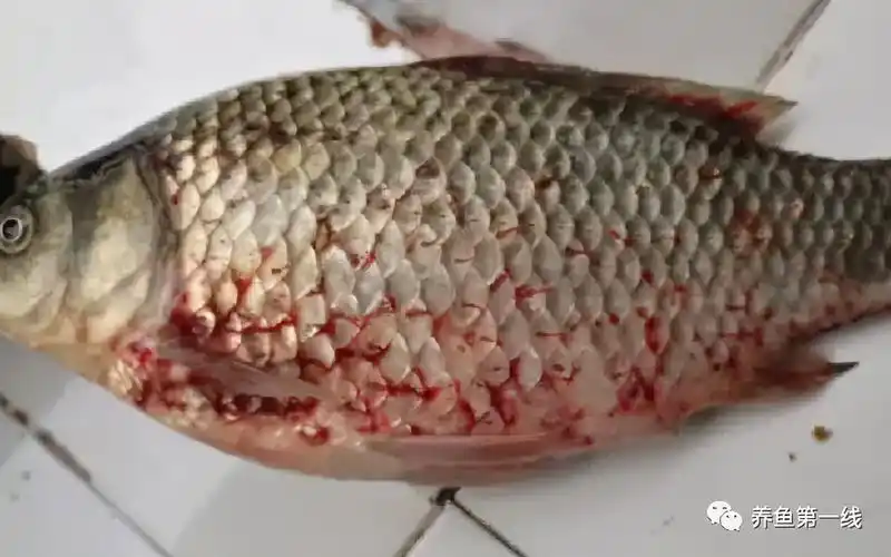 血斑,红斑现象,一般情况下就是发生了鱼类的大型寄生虫---锚头鳋(蚤)