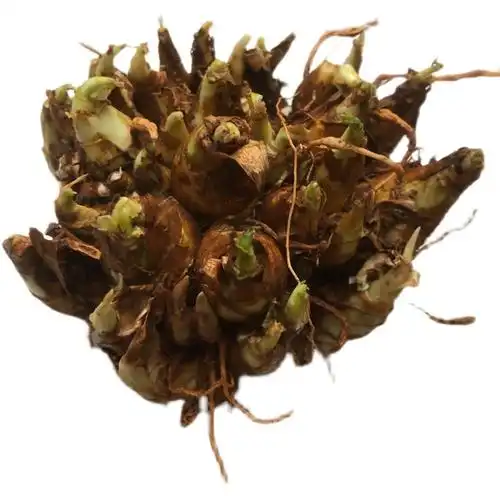 重瓣纯白色浓香晚香玉种夜来香种球多年生宿根庭院种球