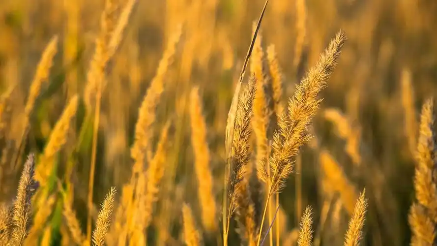 小清新绿色麦穗护眼唯美高清桌面壁纸