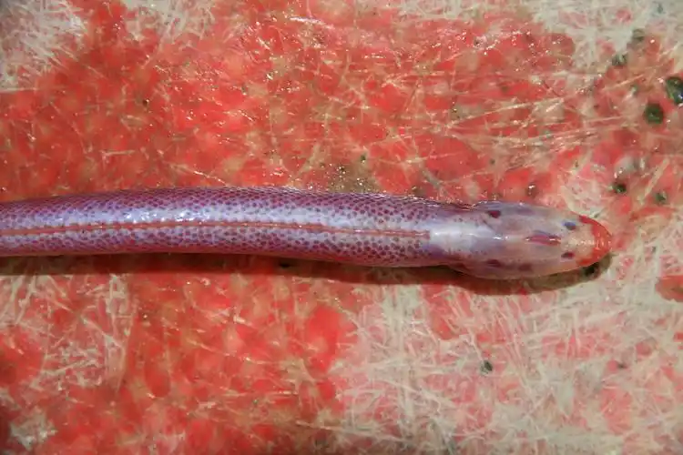 赤九      学名    鰕虎鱼科     gobiidae    副孔鰕虎鱼属