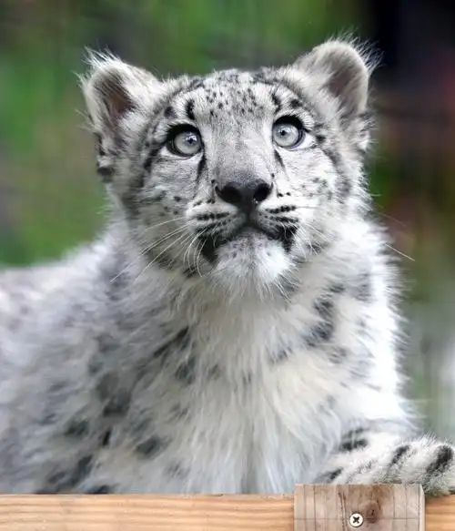 雪豹#宝宝你为什么那么好看哦原来有个漂亮妈妈【推:rikunow】