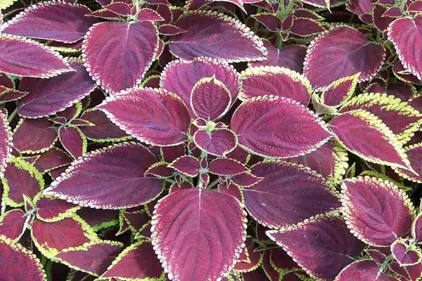 紫苏的变异品种