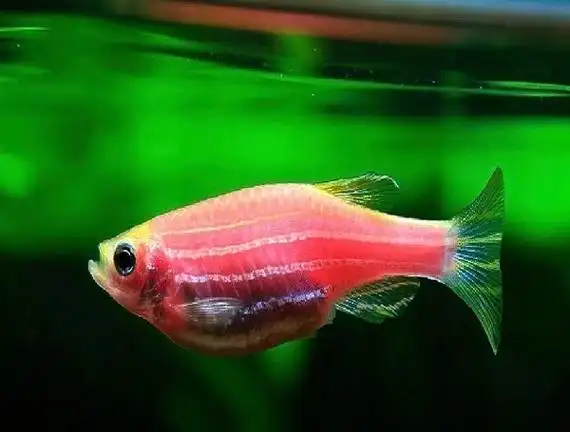 我科学家解开斑马鱼肠-脑调节谜团