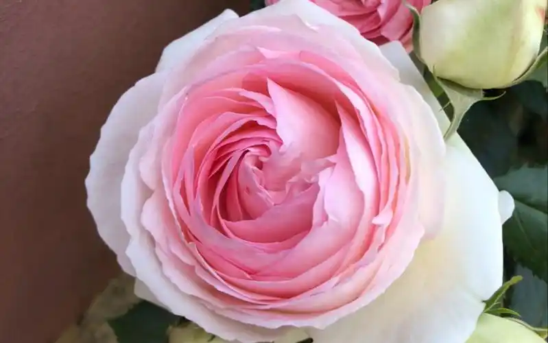 一周时间,月季都开了,是粉龙吧,确实比小区里的其他月季更美呀,真的仙