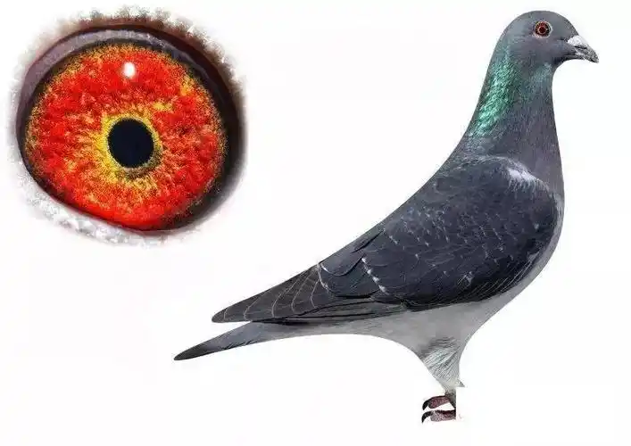 图集| 信鸽羽色一览,最后一羽很少见!_雨点