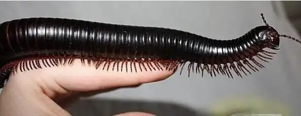 世界上最大的马陆远古巨型马陆体长达3米2