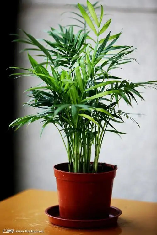 竹盆栽有哪些品种竹类植物有哪些品种