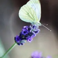 关于薰衣草的头像_微信头像图片大全