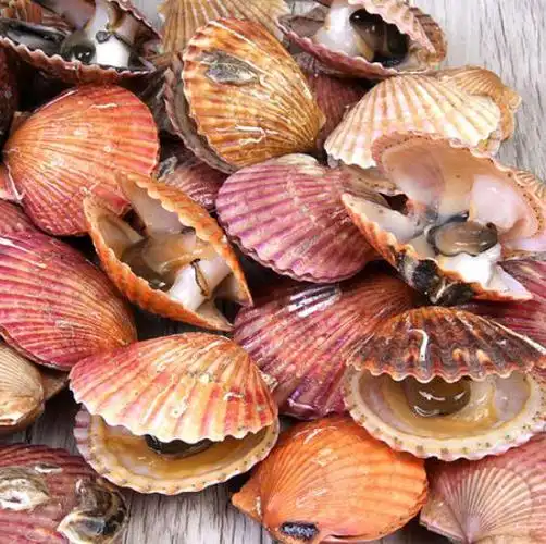 蒸扇贝冷水上锅就错了学学海边人做法肉质鲜嫩饱满不回缩