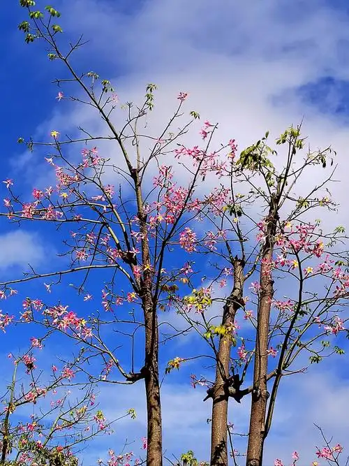 珠海横琴花海长廊