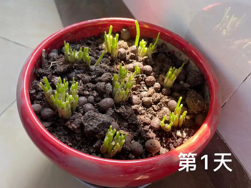 小葱生长记录 最近小葱告急,栽了几颗小葱在去年养花的盆里, - 兑音