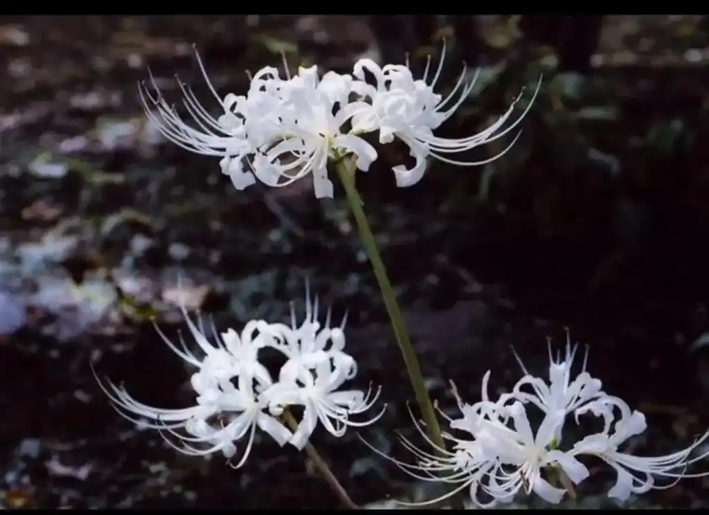 白色彼岸花又名曼陀罗花,其花语是:无尽的思念,绝望的爱情,天 - 抖音