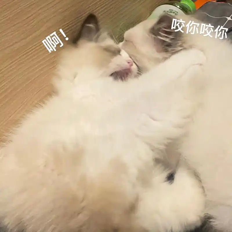 咬你表情包可爱