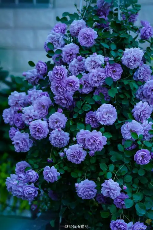 月季#三年从牙签长到爆花的蓝色阴雨,雨天阴天一样美