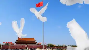 0下载鸽子 天安门 红旗 华表0下载和平鸽飞翔慢动作20下载歌曲今天是