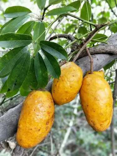 南方地区的一种水果果皮金黄色秋天成熟巨甜不知道学名叫什么