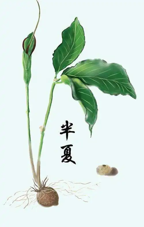 半夏 南阳市第六人民医院 中医科 仲景苑.jpg