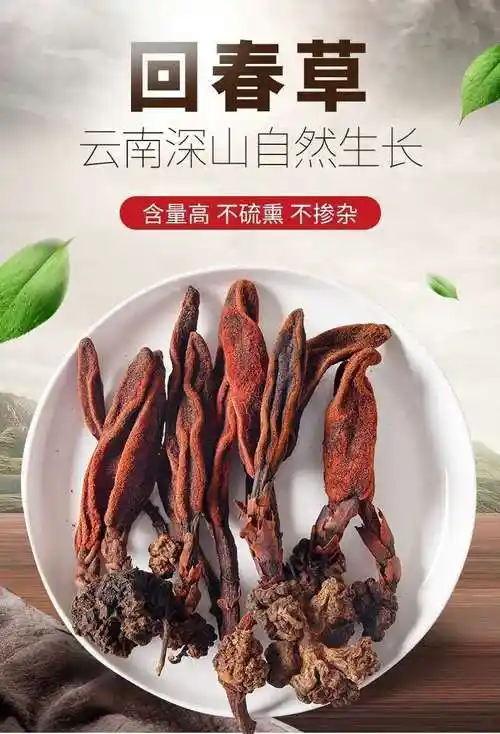 云南野生回春草不老草顶天柱金锁阳泡茶泡酒料回春草500克